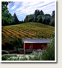 Vineyard photo